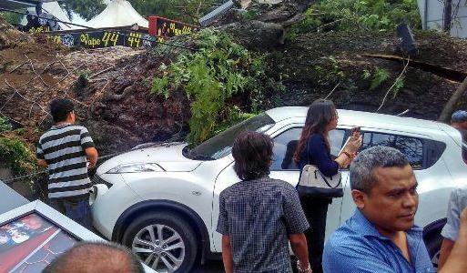 Mobil Hancur Ditimpa Pohon Tumbang di Lapangan Merdeka, Siahaan Tuntut Kadis Pertamanan