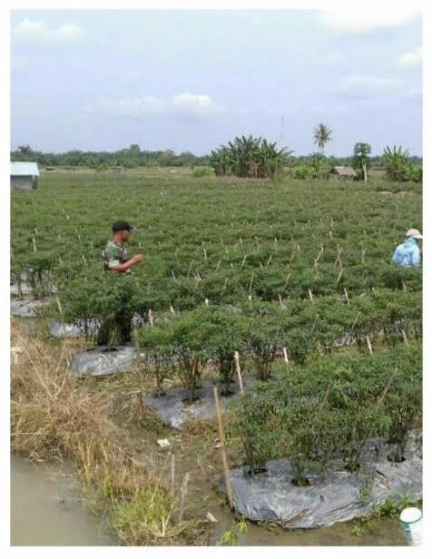 Babinsa Koramil 03/Lima Pulu Putih Monitoring Tanaman Petani