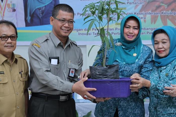 Ketua PKK Sumut Ajak Masyarakat Galakkan Gerakan Menanam Cabai
