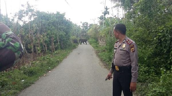 Warga Pidie Aceh Dikejutkan dengan Kehadiran 15 Gajah Liar di Pemukiman Penduduk