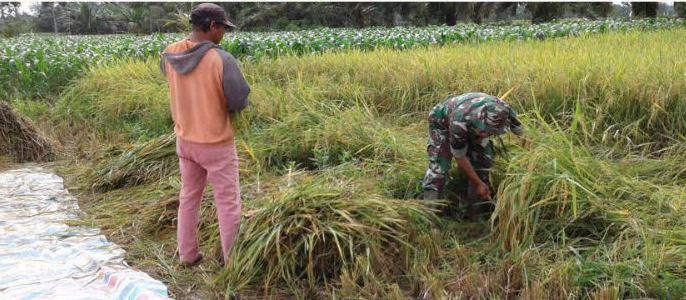 Babinsa Koramil 17/Binjai Timur Dampingi Petani Panen Padi