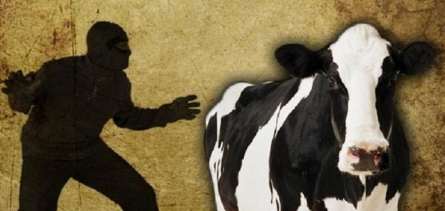 Polsek Kutalimbaru Amankan Petugas Jaga Malam yang Gelapkan 25 Ekor Lembu