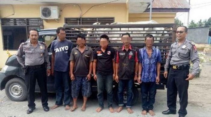 Komplotan Pencuri Spesialis Ternak Ditangkap Polisi, 4 Ekor Lembu Jadi Barang Bukti