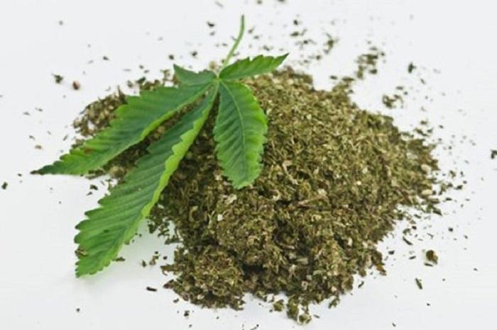 Ganja Kering Seberat 23,6 Kg Diamankan Polres Madina di Desa Bonca Bayuon