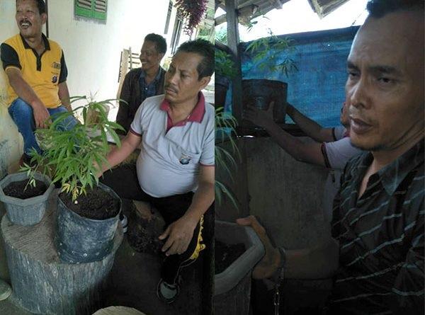 Berdalih Obati Penyakit Diabetes, Warga Besitang Langkat Tanam Ganja di Dalam Kamar Mandi 