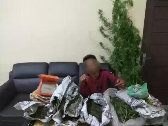 Polres Tanah Karo Tangkap Dua Petani Ganja di Desa Singa