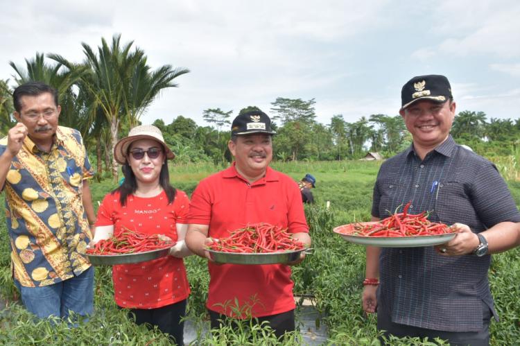 Walikota dan Wakil Walikota Gunungsitoli Hadiri Pelaksanaan Panen Raya Cabai di Idanoi