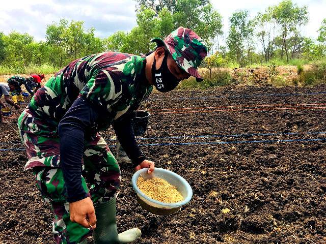 Bertanam Padi di Tapal Batas, Warga Kampung Kuler Dibantu Prajurit Satgas Pamtas Yonif 125/Simbisa
