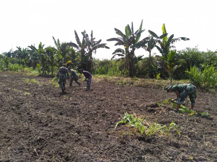 Stabilkan Ketersediaan Bahan Pokok Makanan, Satgas Yonif MR 413 Bantu Warga Perbatasan RI-PNG Tanam Pisang