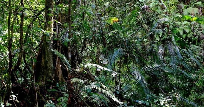 Sebanyak 14 Anggota Klub Motor Sumbar yang Hilang di Hutan Ditemukan, Satu Tewas