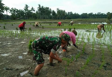 Pengetahuan Petani Minim, Salah Satu Faktor Indonesia Tak Bisa Penuhi Permintaan Beras