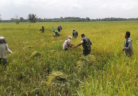 Inilah Jenis Sabit yang Cocok untuk Panen Padi