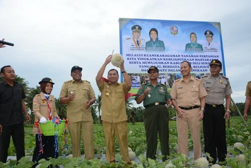Bupati Deli Serdang Panen Raya Melon Bersama Masyarakat STM Hulu