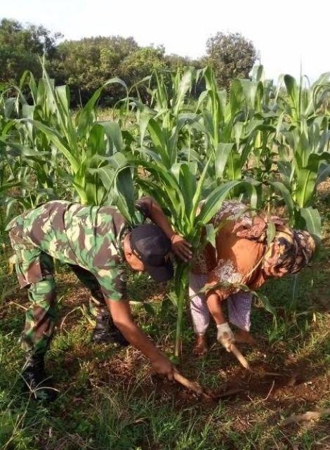 Perawatan Teratur, Tanaman Jagung Akan subur dan Tahan Serangan Hama