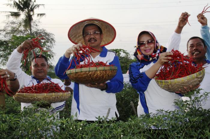 Gubernur Sumut Berharap Produksi Cabai Merah Batubara Tekan Inflasi Sumut