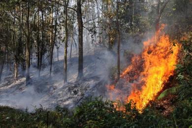 Rawan Kebakaran Hutan, Kapoldasu Perintahkan Polres Jajaran Bentuk Satgas Kebakaran 