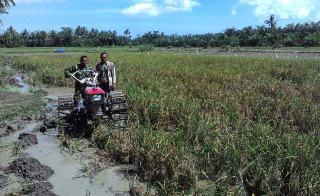 Koramil 04/Talawi Bantu Petani Siapkan Lahan Tanam