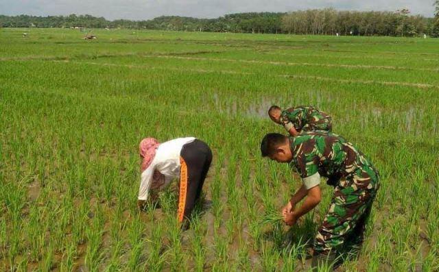 Gulma Berpengaruh Besar Terhadap Hasil Panen Padi