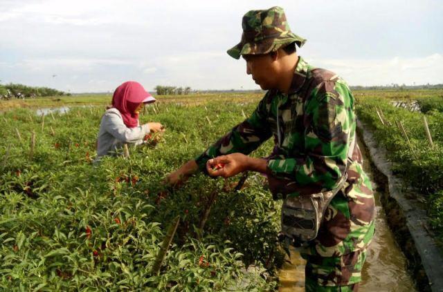 Babinsa Koramil 03/Lima Puluh Lakukan Pendampingan Panen Cabai