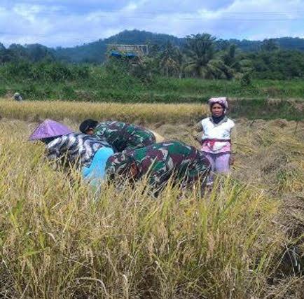 Babinsa Koramil 06/LP Bantu Petani Panen Padi