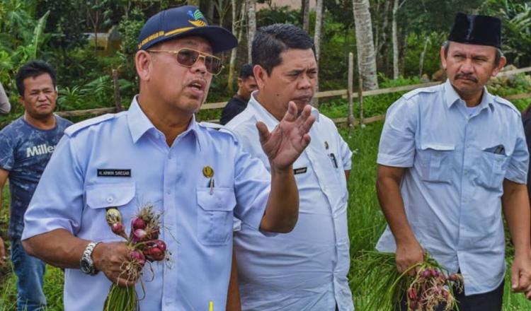 Wakil Walikota Padangsidimpuan Bersama TPID Meninjau Kebun Bawang dan Cabai Warga Angkola Julu