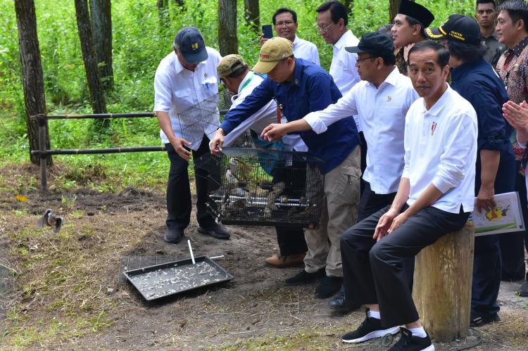 Presiden: Sudah Saatnya Perhatikan Ekosistem Flora dan Fauna serta Reboisasi