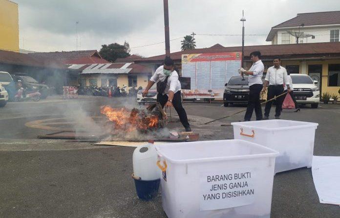 57 Kilo Ganja Dimusnahkan Polres Siantar
