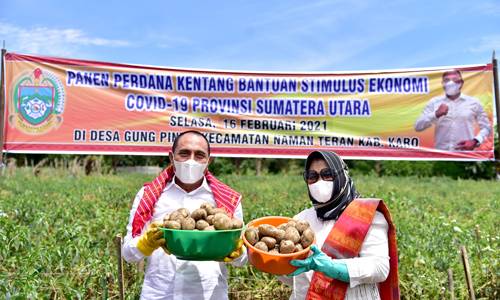 Panen Perdana Kentang Bersama Petani Karo, Gubernur Sumut Dukung Hasil Pertanian jadi Industri Makanan Olahan