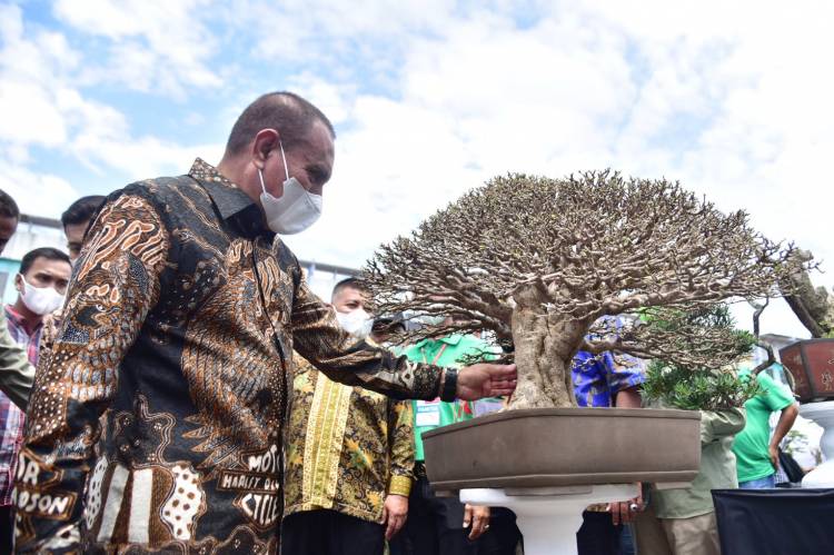 Gubernur Sumut Edy Rahmayadi Tinjau Pameran Bonsai Tingkat Nasional