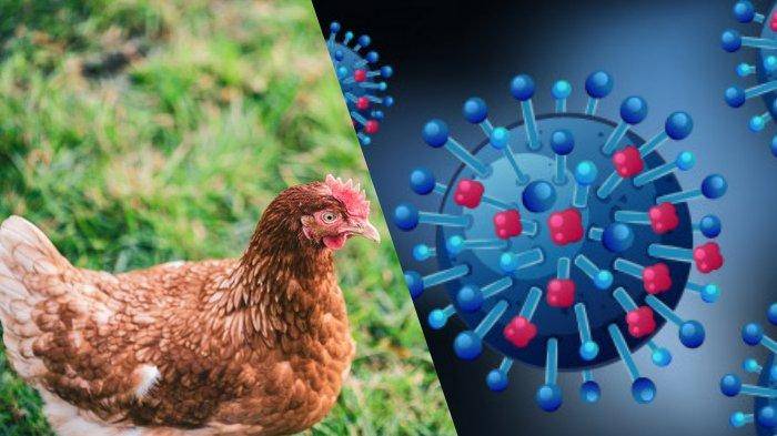 Berpotensi Zoonosis, Sumut Waspadai KLB Flu Burung