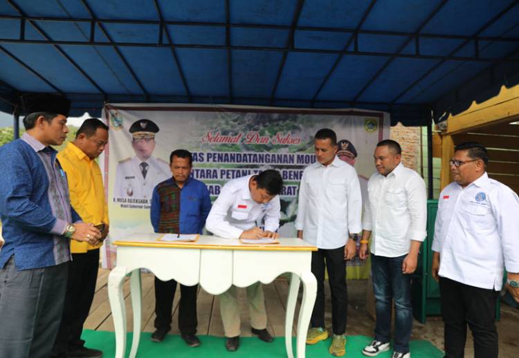Diekspor ke Australia, Ijeck Minta Pemda dan Swasta Dorong Petani Tanam Talas Beneng