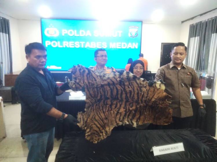 Sat Reskrim Polrestabes Medan Ungkap Penjualan Kulit Harimau di Sibolangit