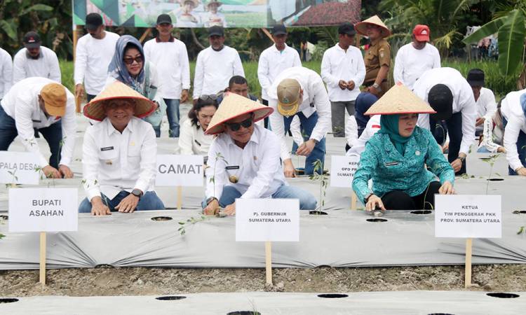 Pj Gubernur Sumut Tanam Cabai di Desa Serdang, Produksi dan Ketersedian Cabai Diharapkan Merata Sepanjang Tahun