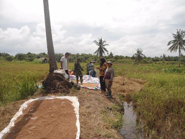 Siap Panen, Petani Diingatkan untuk Segera Olah Tanah
