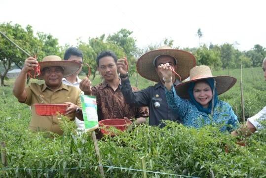 Dilantik Bupati Deli Serdang, Kades Antar Waktu Desa Sidodadi Ramunia Kembangkan Pertanian
