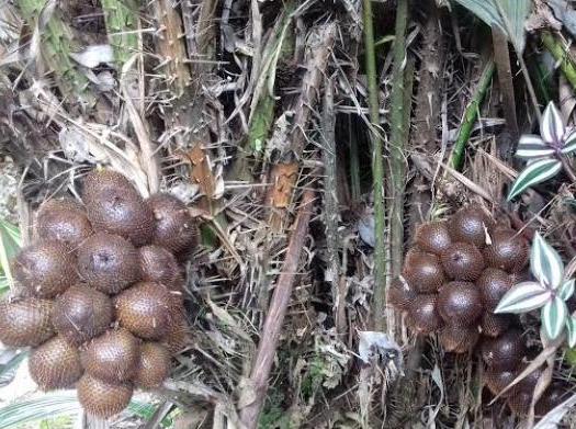 Salak Ponti, Inilah Andalan Deli Serdang dari Kecamatan STM Hulu