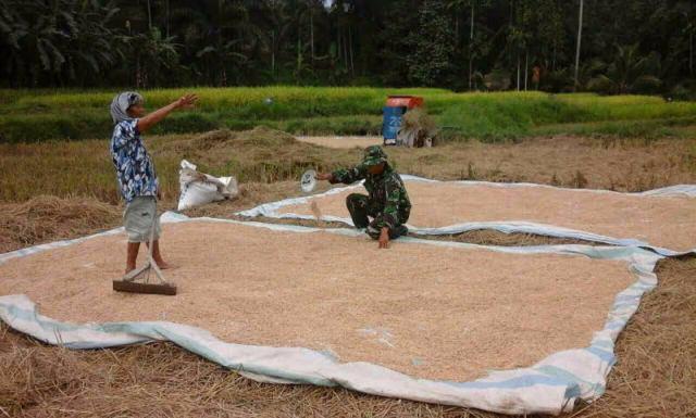 Musim Hujan, Salah Satu Persoalan Petani dalam Pengeringan Padi