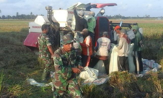 Koramil 05/Tanjung Tiram Dampingi Petani Panen Padi