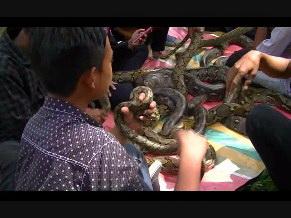 Ada di Langkat, Hewan Buas Dijadikan Peliharaan 
