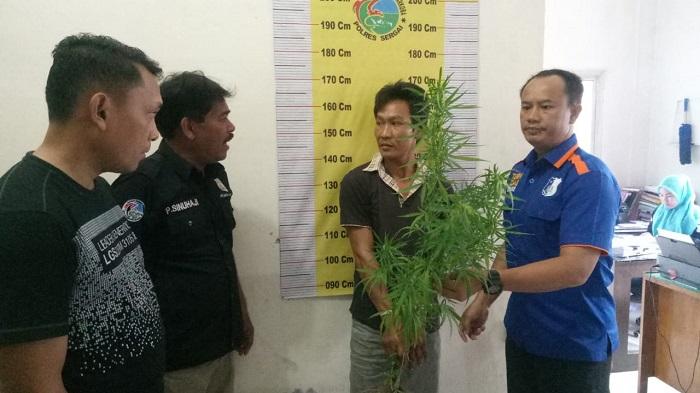 Polisi Tangkap Sang Pemilik Kebun Cabai Berbuah Ganja di Sergai
