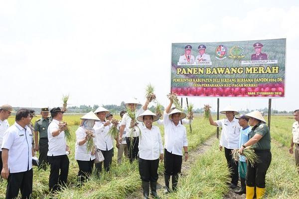 Panen Raya Padi dan Bawang di Deli Serdang Digelar untuk Mengetahui Kinerja OPD