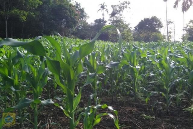 Pengembangan Tanaman Jagung di Pakpak Bharat Ditargetkan Capai 100 Persen