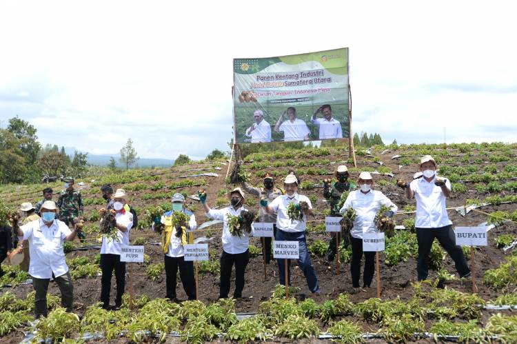 Luhut Sambut Positif Hasil Komoditas Food Estate Humbahas, Hasil Panen di Atas Rata-Rata Nasional