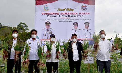 Panen Perdana, Gubernur Edy Rahmayadi Harapkan Food Estate Humbahas Sejahterakan Masyarakat
