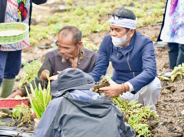 Komisi IV DPR RI Kunker Spesifik di Lokasi Food Estate Hortikultura Humbahas