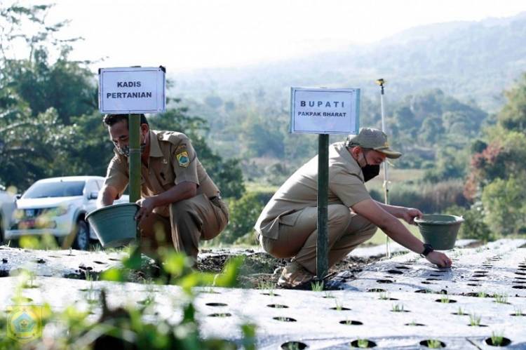 Bupati Pakpak Bharat Franc Bernhard Tumanggor Apresiasi Komunitas Pemuda Pakpak Kreatif Buka Lahan Pertanian Bawang Merah
