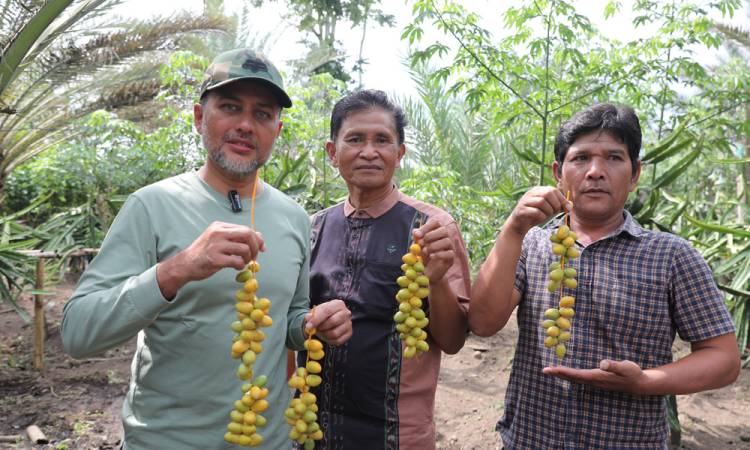 Panen Kurma di Tanah Karo, Ijeck: Panen Sawit Sudah Biasa, Panen Kurma Luar Biasa