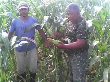 Penuhi Target Swasembada Jagung, Babinsa Koramil 04/Biru Biru Lakukan Upaya Khusus