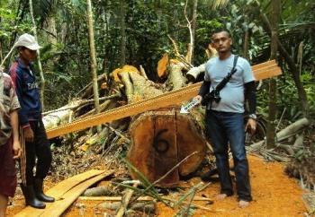 Tiga Pelaku Pembalakan Hutan Ditangkap Polisi di Miranti Riau