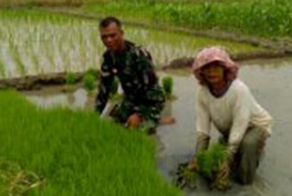 Koramil 16/DM Bantu Petani Panen Padi di Dolok Masihul